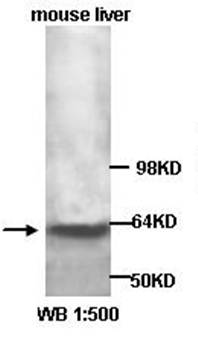 AMPK2 Rabbit Polyclonal Antibody