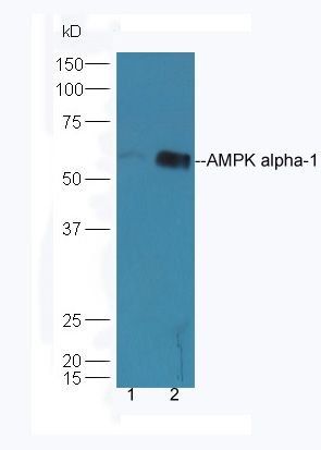 AMPK alpha-1 Rabbit Polyclonal Antibody