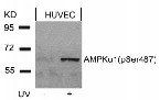 AMPKα1 (Phospho-Ser496)Antibody