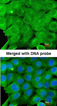 AMPK alpha 2 antibody