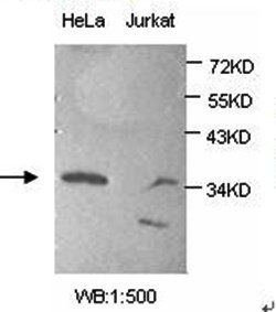 Anti-AMPK gamma 1 Antibody