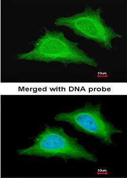 AMPK gamma-2 antibody