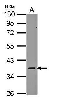 AMPK gamma-2 antibody