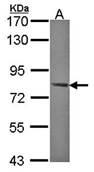 AMPK gamma-2 antibody