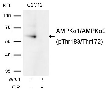 AMPKα1/AMPKα2(Phospho-Thr183/Thr172) Antibody