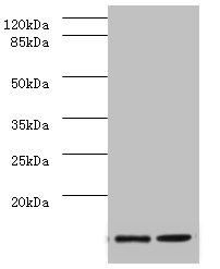 amyloid A-1 protein antibody