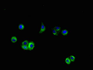 Amyloid beta A4 protein antibody