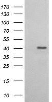 Amyloid Precursor Protein Antibody