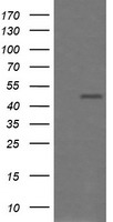 Amyloid Precursor Protein Antibody