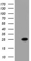Amyloid Precursor Protein Antibody