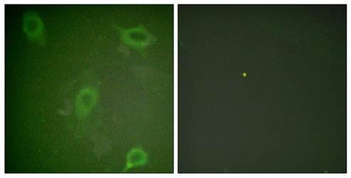 Amyloid beta A4 (phospho-Thr743/668) antibody