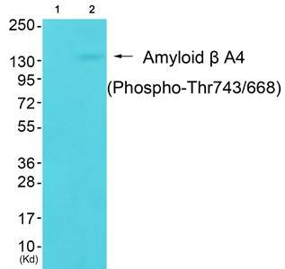 Amyloid beta A4 (phospho-Thr743/668) antibody