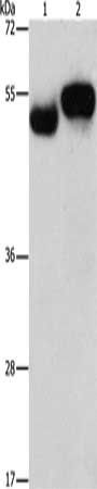 AMZ1 antibody