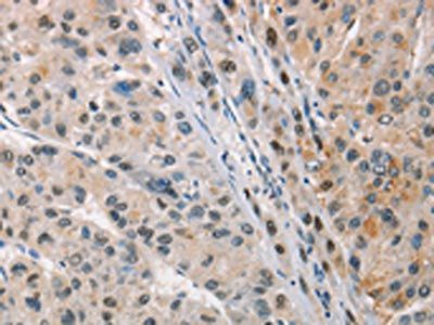 ANAPC1 Antibody