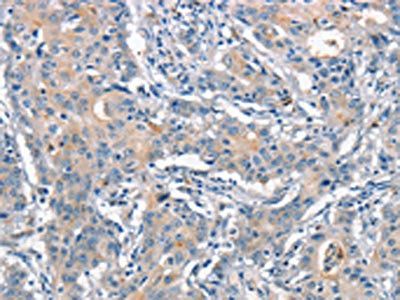 ANAPC1 Antibody