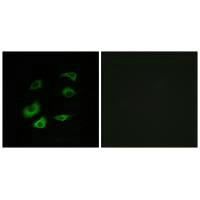 ANAPC1 Antibody