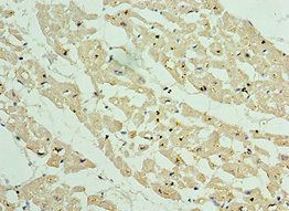 ANAPC10 Antibody