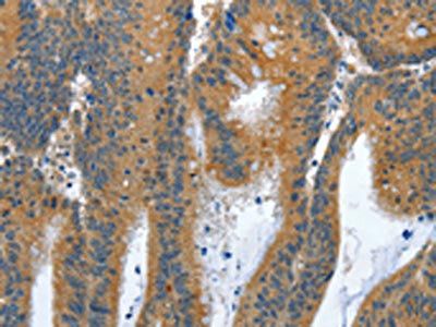 ANAPC10 Antibody