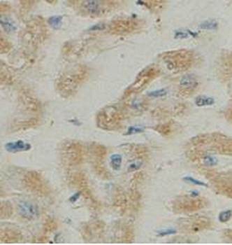 ANAPC2 antibody