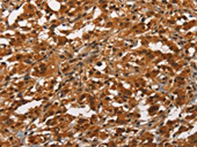 ANAPC4 antibody