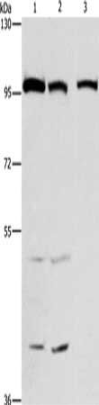 ANAPC4 antibody