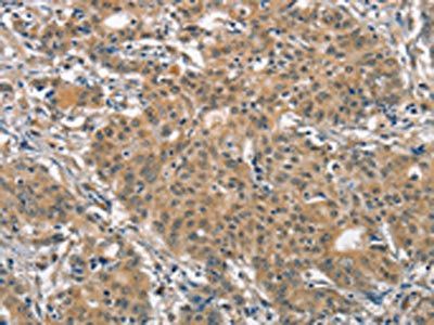 ANAPC4 Antibody