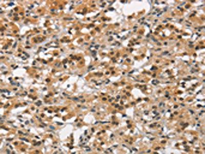 ANAPC4 Antibody