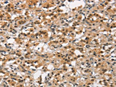 ANAPC4 antibody