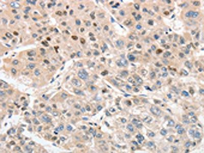 ANAPC5 Antibody