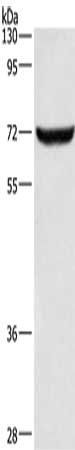ANAPC5 Antibody