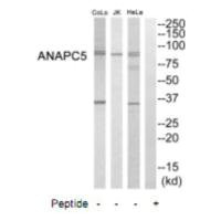 ANAPC5 Antibody