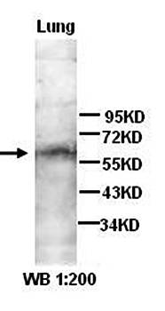 ANG4 antibody