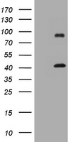 Angiomotin Antibody