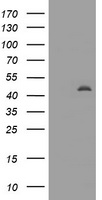 Angiomotin Antibody