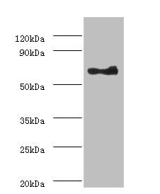 Angiopoietin-1 antibody