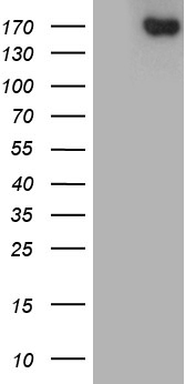 ACE Antibody