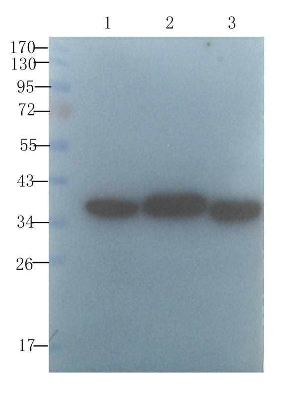 Angiotensinogen antibody