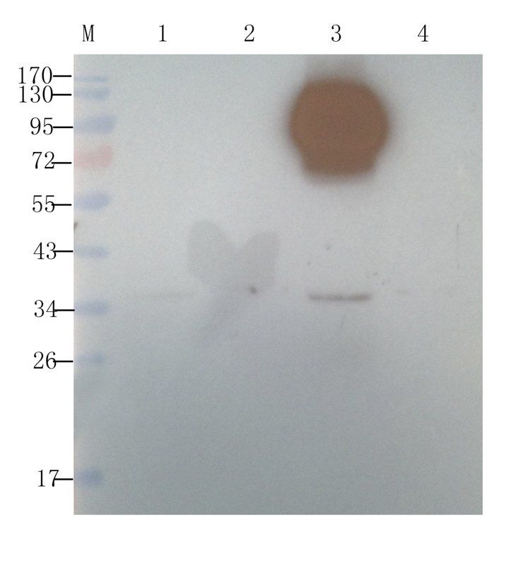 Angiotensinogen antibody