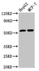 Angiotensinogen antibody