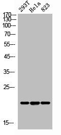 ANG Antibody