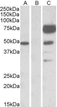 ANGPT1 Antibody