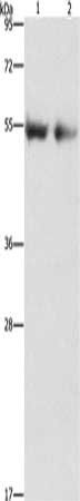 ANGPT4 Antibody
