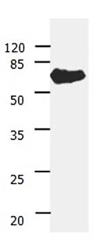 ANGPTL3 Antibody
