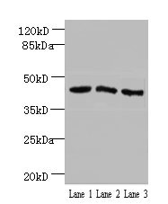 ANGPTL7 antibody