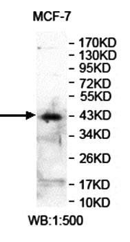 ANGPTL7 Rabbit Polyclonal Antibody