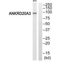 ANKRD20A3 antibody