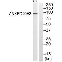 ANKRD20A3 Antibody