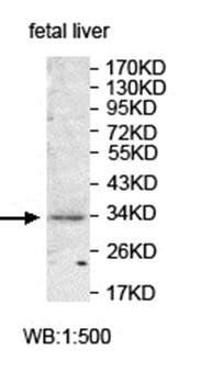 ANKRD33 antibody
