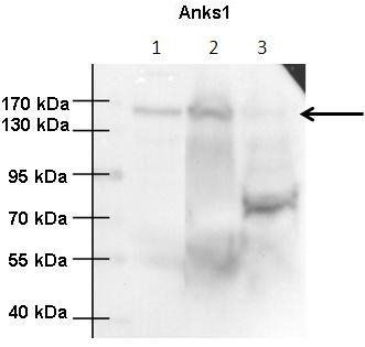 Anks1 antibody