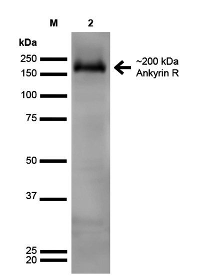 Ankyrin R Antibody